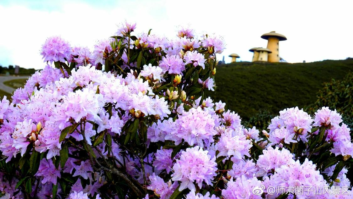 快手便宜涨赞网址：轻松提升社交影响力的实用方法指南_KS业务低价自助平台